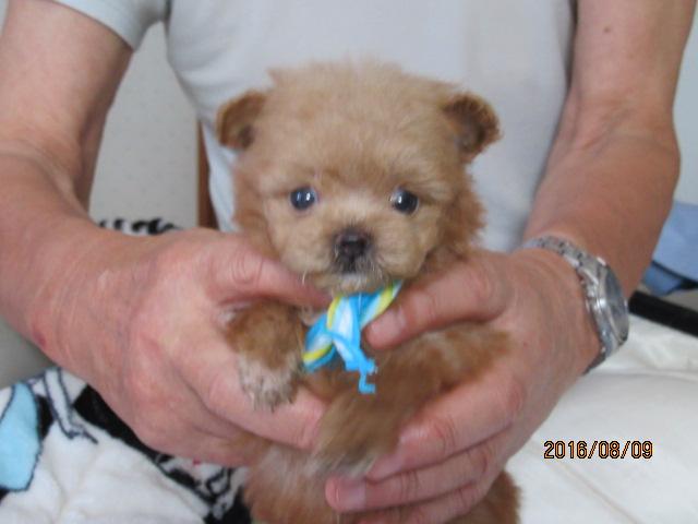 トイプードルポメラニアン　ミックス