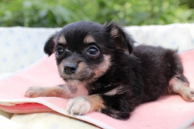 チワワ（ロングコート）