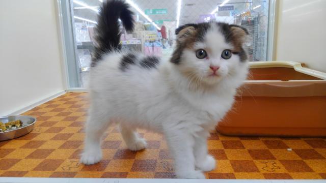 スコティッシュフォールド