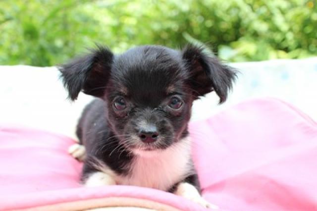 チワワ（ロングコート）