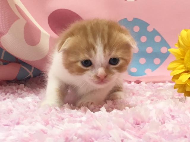 マンチカン