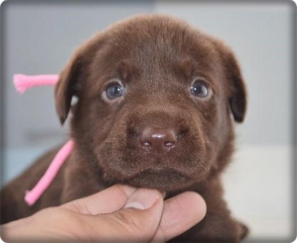 ラブラドールレトリーバー