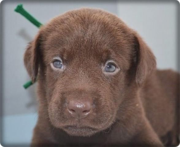 ラブラドールレトリーバー