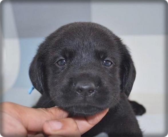 ラブラドールレトリーバー