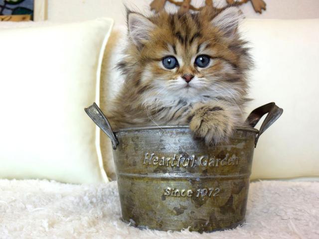 ペルシャ・ヒマラヤン