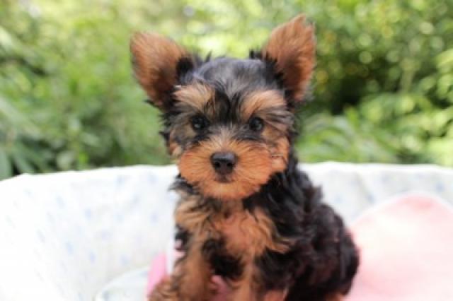 ヨークシャーテリア