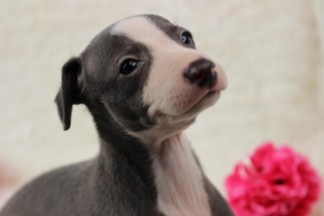 イタリアングレーハウンド