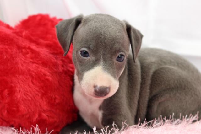 イタリアングレーハウンド