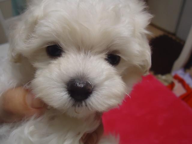 トイプードルマルチーズ　ミックス