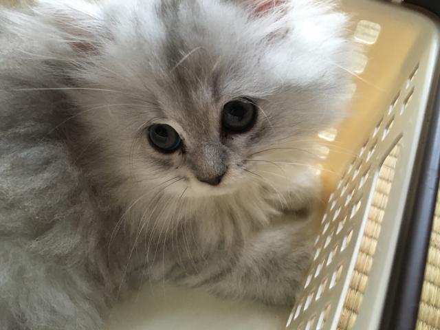 ペルシャ・ヒマラヤン