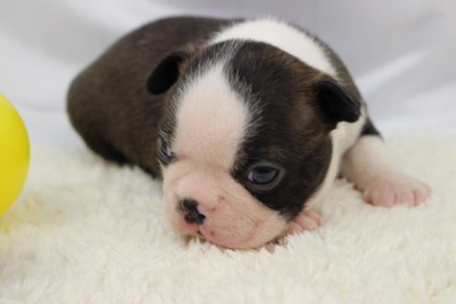 ボストンテリア