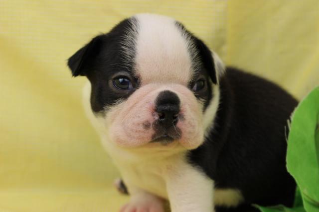 ボストンテリア