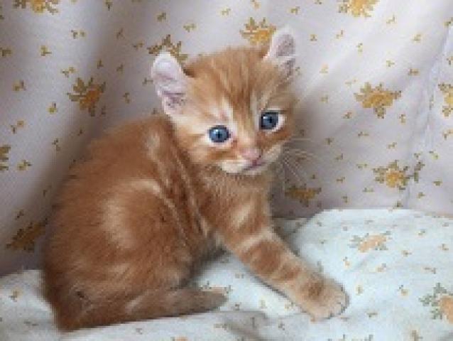 アメリカンカール