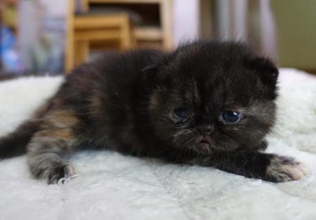 エキゾチックショートヘアー