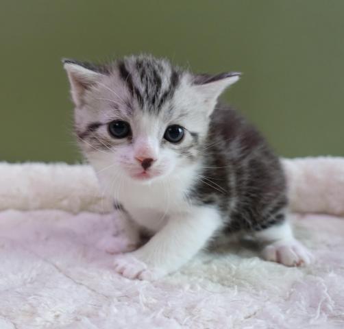 アメリカンショートヘアー