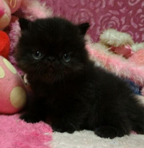 エキゾチックショートヘアー