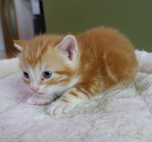 アメリカンショートヘアー
