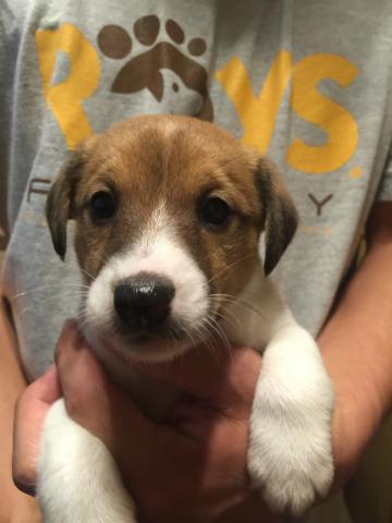 ジャックラッセルテリア