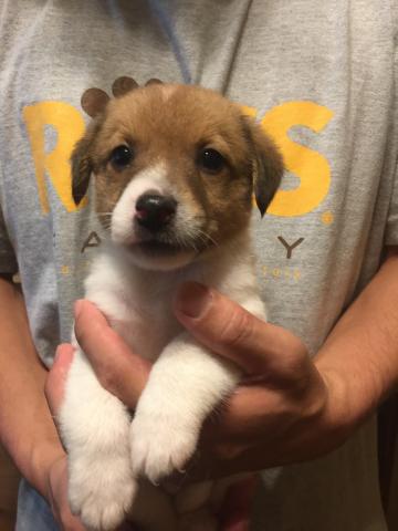 ジャックラッセルテリア