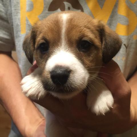 ジャックラッセルテリア