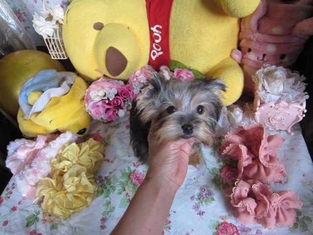 ヨークシャーテリア