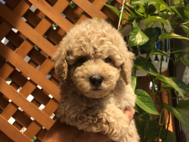 トイプードル