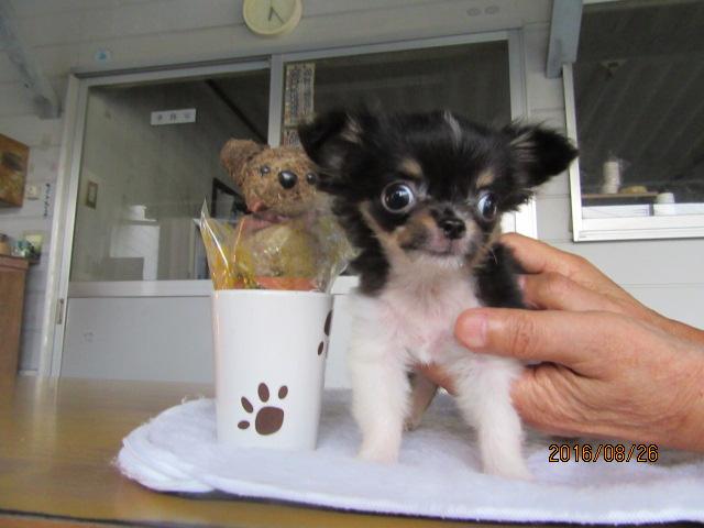 チワワ（ロングコート）マルチーズ　ミックス