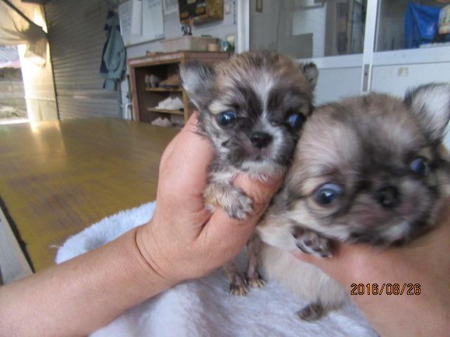 チワワ（ロングコート）