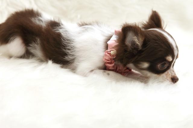 チワワ(ロングコート)