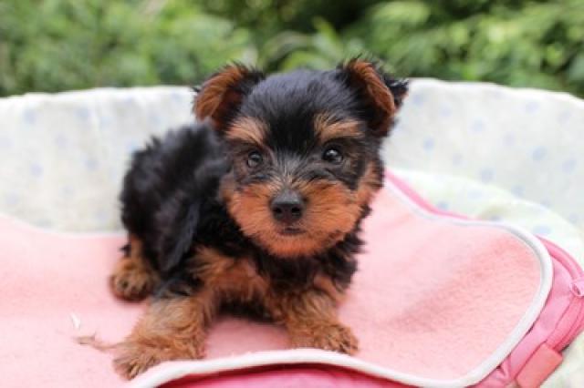 ヨークシャーテリア