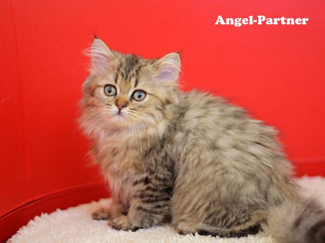 ペルシャ・ヒマラヤン