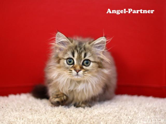 ペルシャ・ヒマラヤン