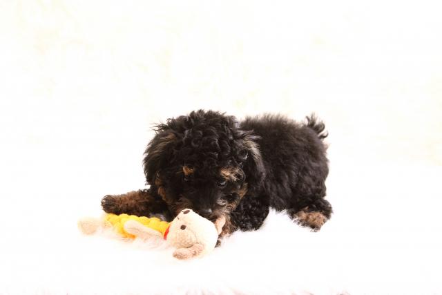 トイプードル
