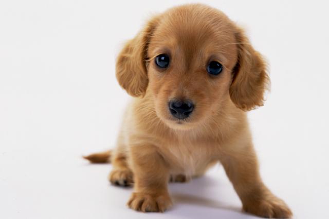 ミニチュアダックスフンド