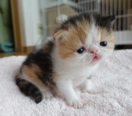 エキゾチックショートヘアー