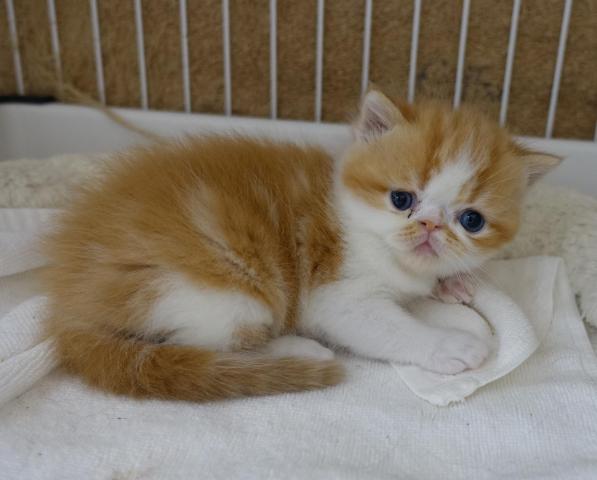 エキゾチックショートヘアー