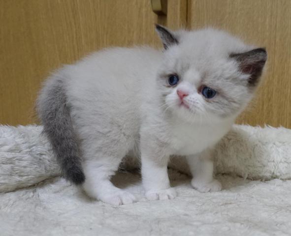 エキゾチックショートヘアー