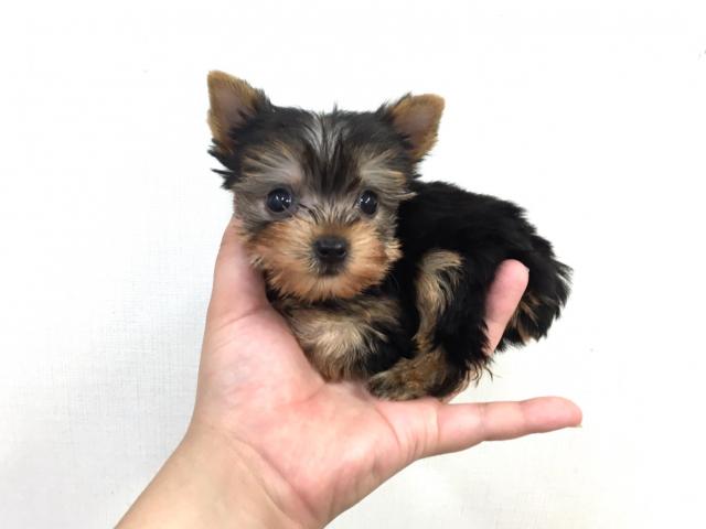 ヨークシャーテリア