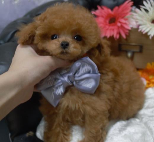 トイプードルマイクロティーカップサイズ