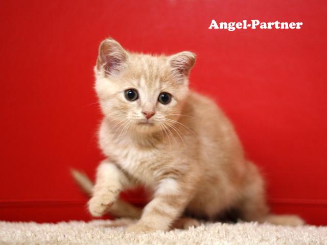 スコティッシュフォールド