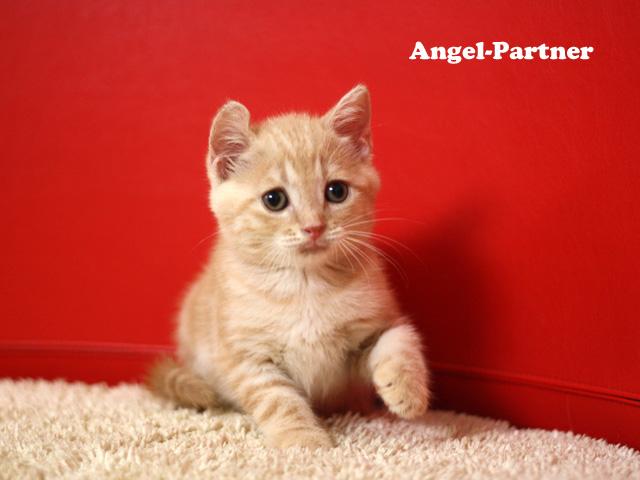 スコティッシュフォールド