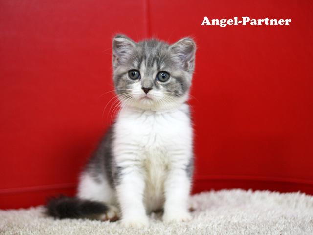 スコティッシュフォールド