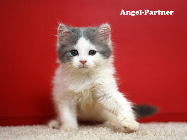 スコティッシュフォールド