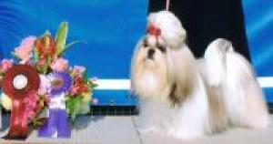 PrettyWitchDogs