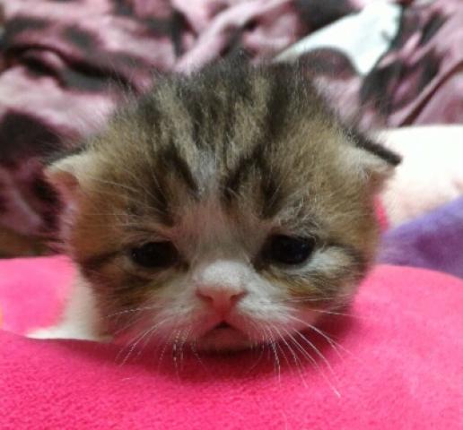 エキゾチックショートヘアー