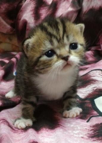 エキゾチックショートヘアー