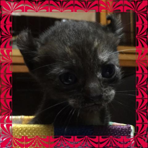 アメリカンカール