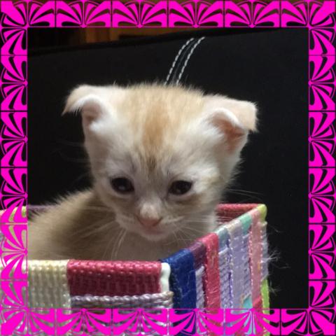 アメリカンカール