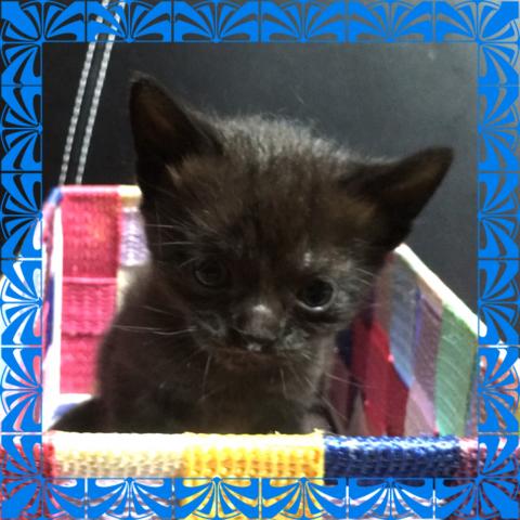 アメリカンカール