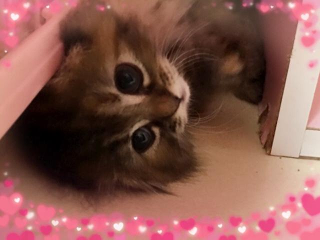 スコティッシュフォールド